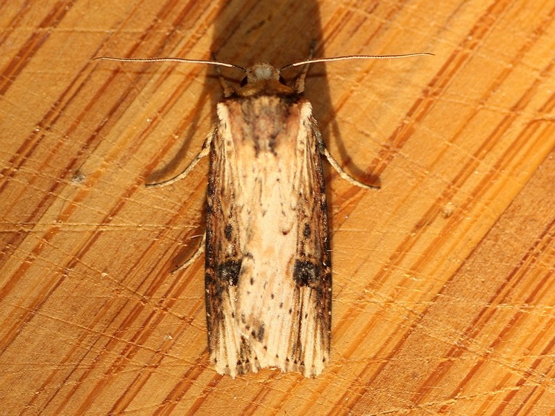 Noctuidae 1 da ID - Axylia putris